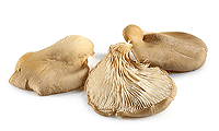 Zutaten Bild: Austern Pilze