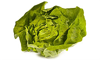 Zutaten Bild: Kopf Salat