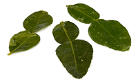 Zutaten Bild: Limetten Blätter