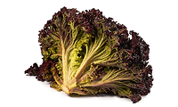 Zutaten Bild: Lollo rosso Salat