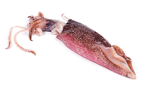 Zutaten Bild: Tinten Fisch