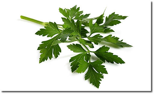 Smooth parsley